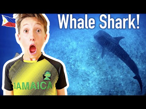 We Swam With a Whale Shark!!! American Fam's Butanding Adventure in Donsol, Sorsogon, Philippines