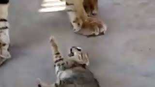 Cat vs Tiger 🐯