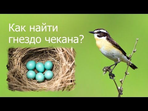 Как найти гнездо чекана