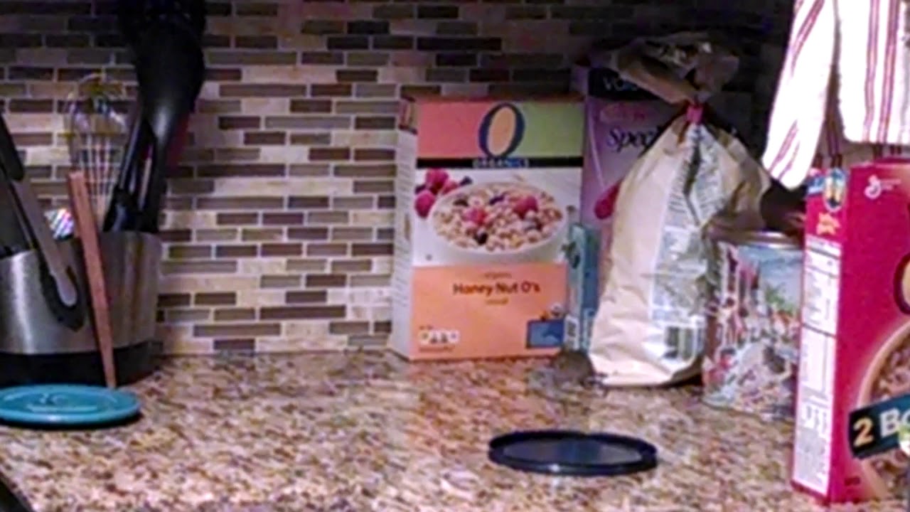 How Do Mice Get Onto Counters