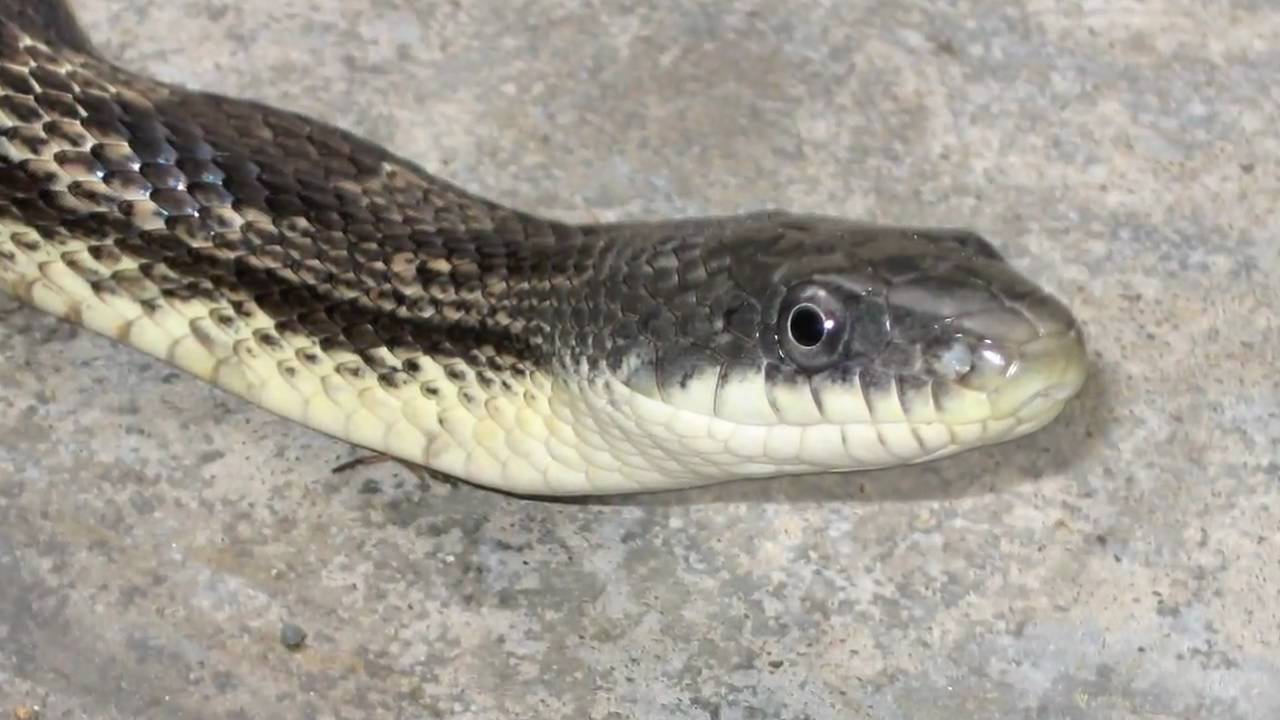 Black Rat Snake in Kentucky - YouTube