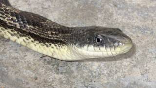 Black Rat Snake in Kentucky