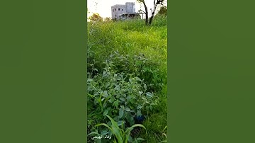 سورة الكهف/ المال والبنون زينة الحياة الدنيا