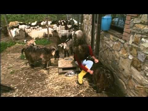 GEO & GEO  Le Capre Cashmere nel Chianti al servizio del territorio