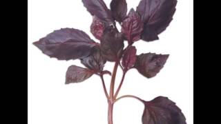 Sivas Türküsü İreyhan Eker Misin D - Fk Resimi