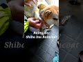 SHIBA DOG RAINCOAT||RAINY DAY||RIKO CHAN #SHORTS