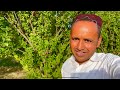 Wana south wazirastan unseen city  city of gardens  mubashir saddique  village food secrets