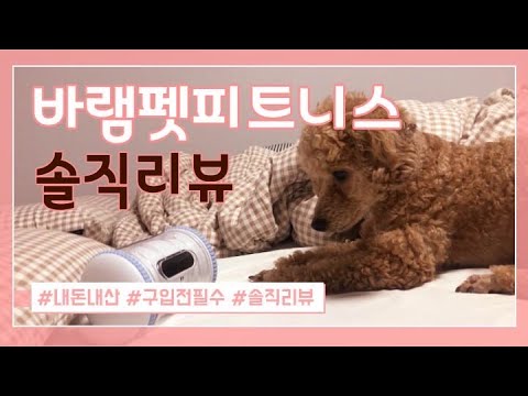 강아지 분리불안 아이템 바램펫피트니스 로봇 솔직 후기