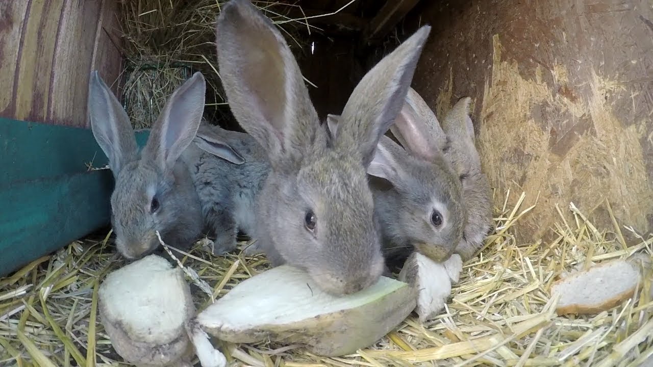 Żywienie królików #11 burak pastewny dla królików