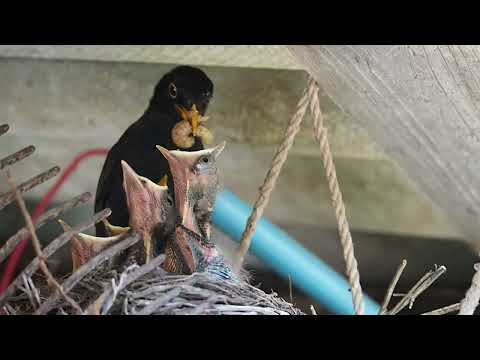 Amsel - Aufzucht der Jungvögel/ The Blackbird - rearing the young birds/ Turdus Merula
