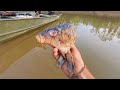 GIANT RIVER FISH eats HUGE BAIT!! (100 lbs+)
