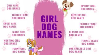 Girl Dog Names | Top Female Dog Names With Vibrant Meanings ...