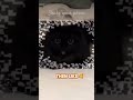 Shake your phone🥰 #like #subscribe  #cat #catlover #cute #funny #memes #viralvideo #shorts