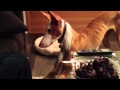 Crazy Ibizan Hound の動画、YouTube動画。