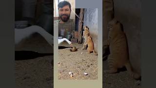 Swan save a dog and cat 😂 #reels #funny #comedy #shortvideo #funniestvideo #shorts #eyecatchy #dog