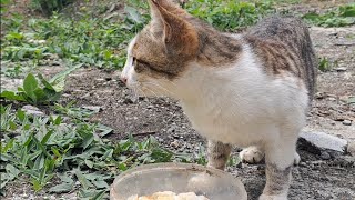 Cute stray cat dozing after eating