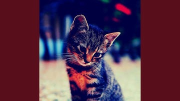 Pulsating Ambience for Comfy Kittens