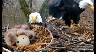 Decorah Eagles- Pip In Progress Egg #3 \& Mom Startles DM2