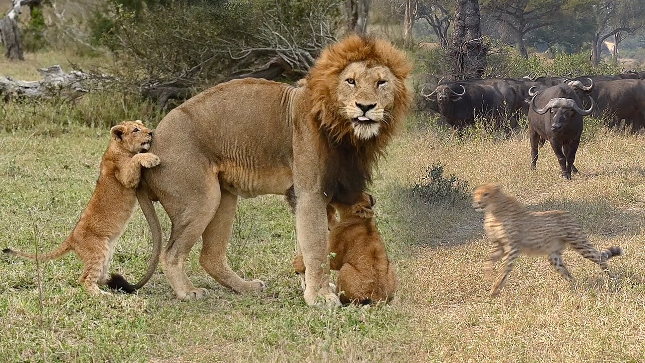 🦁 ДЕТИЩА пристают к ПАПЕ. 🐃 гоняются за ГЕПАРДОМ.