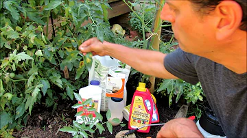 Complete Guide to Growing Cherry Tomatoes 3 of 5: Pruning, Mulching, Spraying & Pest/Disease Control