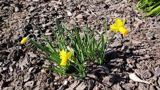 Dividing and Transplanting Daffodil bulbs (with all updates)