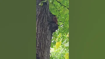 Сидит на дереве грызет орех !! Охота на белок продолжается !!  Squirrel gnaws a nut / squirrel hunt