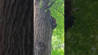 Сидит на дереве грызет орех !! Охота на белок продолжается !!  Squirrel gnaws a nut / squirrel hunt