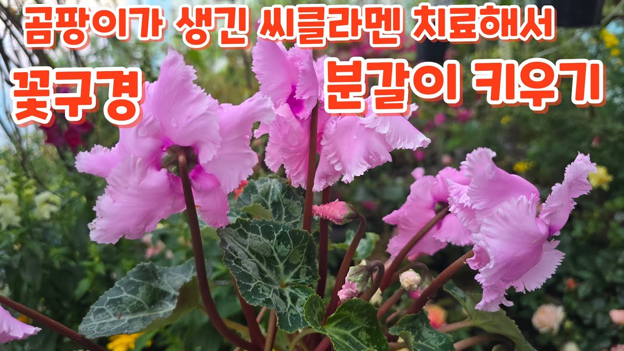#꽃구경 하면서 #곰팡이가 생긴 #씨클라멘 치료해서 #분갈이하기