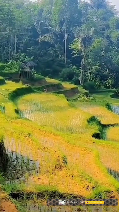 #persawahan nan indah#Membuat suasana hati menjadi tenang#Video shot persawahan#