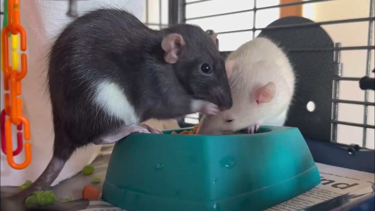 Rats vs peas & carrots 🥗 YouTube