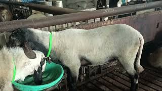 masallah 4 daat 70 kg kachi for sell 8698141826