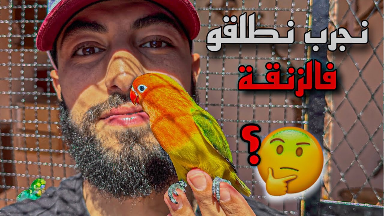 بهلول محيح 😂🦜