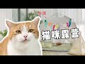 猫：真的会谢，我妈竟然把露营搬到家里了？！｜花花与三猫 Cat Live