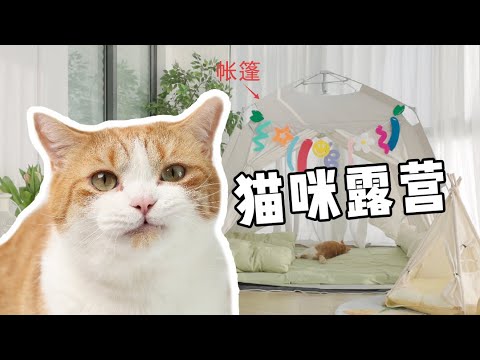猫：真的会谢，我妈竟然把露营搬到家里了？！｜花花与三猫 Cat Live
