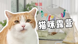 猫真的会谢我妈竟然把露营搬到家里了花花与三猫 Cat Live