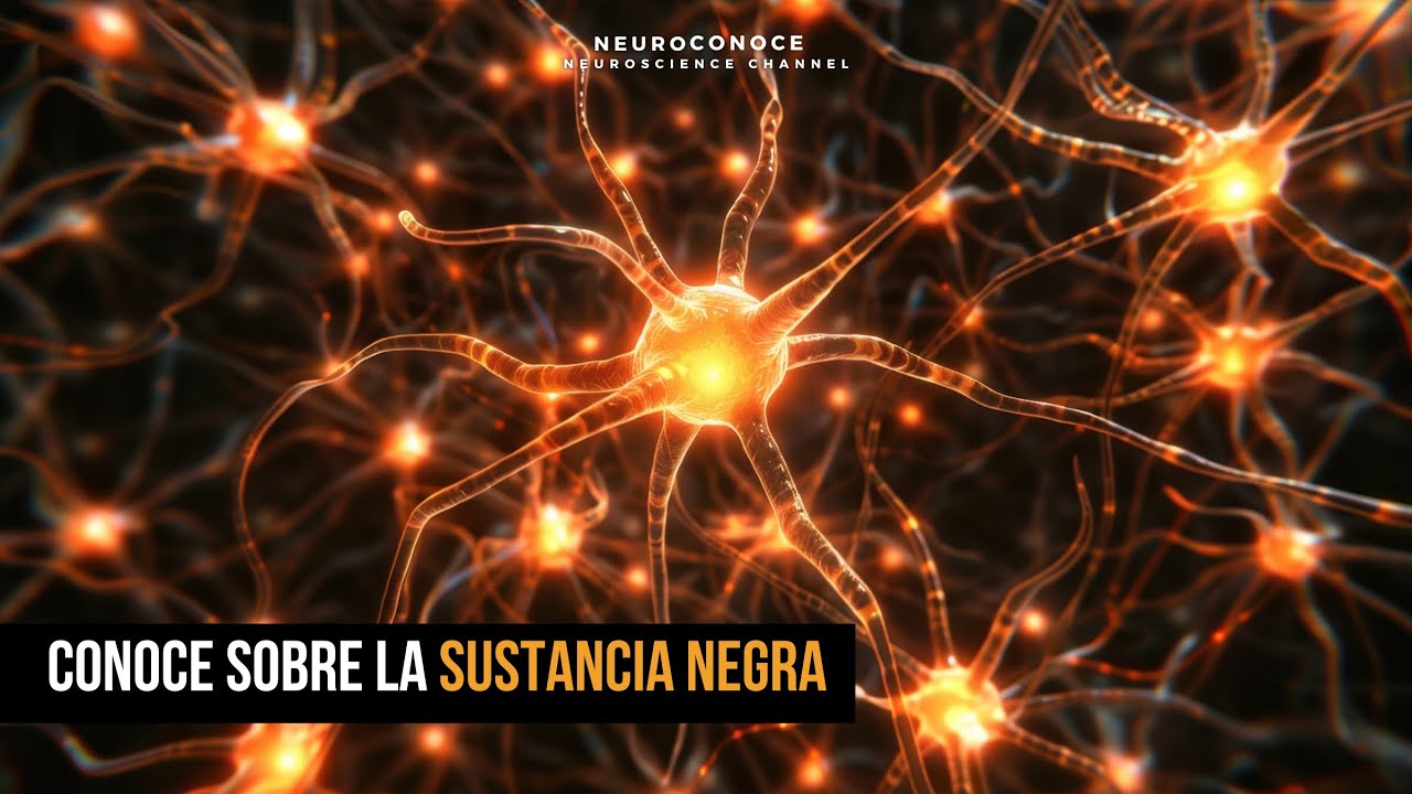 Sustancia Negra y Dopamina: Guía Total Del Movimiento y El Parkinson