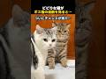 ビビりな猫がボス猫の油断を見ると…