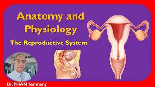 Lesson 9_V.1|| External and Internal females genitalia || MCqs