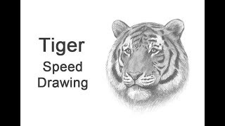 Tiger (Head Detail) Time-lapse / Speed Drawing