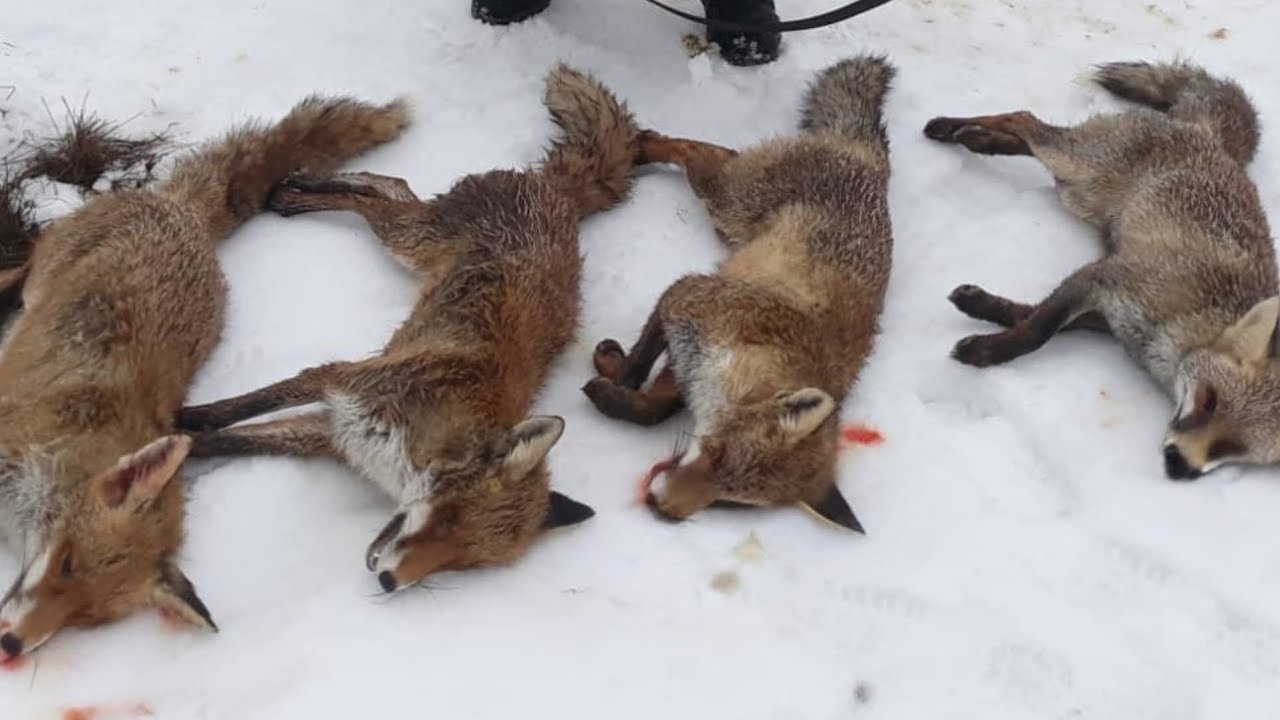 Охота на лису. ОЛЕНЬ, КОСУЛИ, КАБАН.