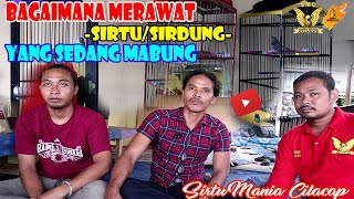 BAGAIMANA MERAWAT SIRTU/SIRDUNG YANG SEDANG MABUNG