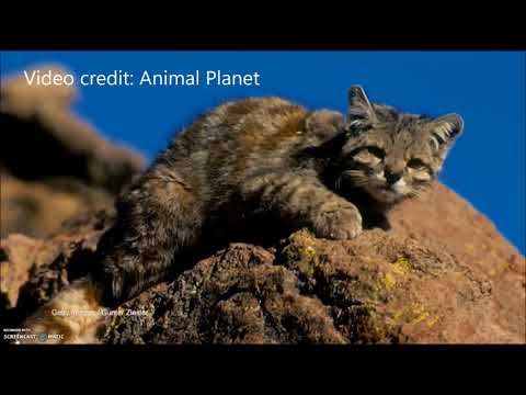 Video: Andean Cat: Paglalarawan Ng Lahi, Kalikasan At Gawi, Tirahan, Pinapanatili Sa Pagkabihag, Larawan