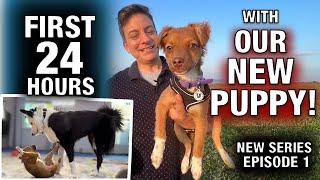 I Adopted A Dog Ive Never Met. First 24 Hours With Our Totally Untrained Puppy