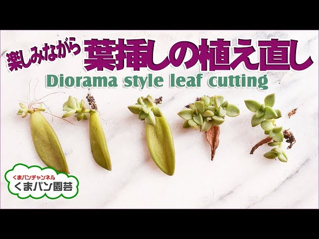 多肉植物・葉挿しの植え直し(ジオラマ風)【くまパン園芸】