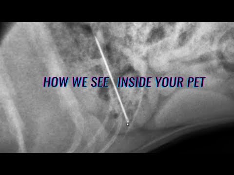 Видео: Difference Between An X-Ray, Ultrasound, MRI & CAT Scan