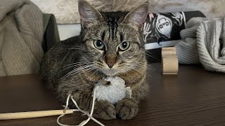 Cardi B & Megan Thee Stallion - Wap Samplifire Edit Dubplate