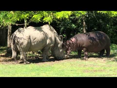 Video: Quanti anni vivono i rinoceronti?
