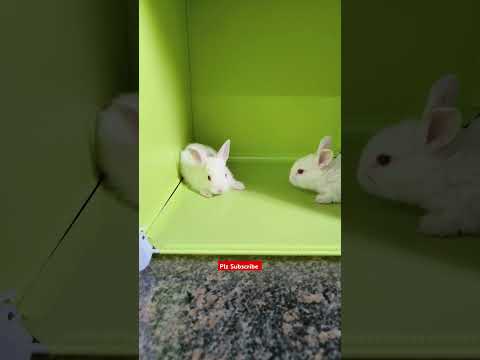 Cute Bunny 🐇🐰 #rabbit #bunny #cute #animals #pets #cuteanimals #bunnys #pet