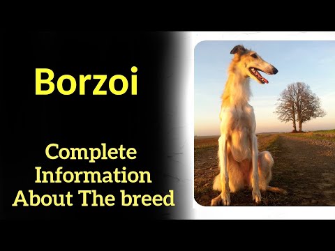 Videó: 4 Gyors Tény A Borzoi-ról