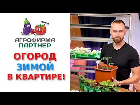 Огород зимой в квартире! Обзор подходящих сортов и полезные советы